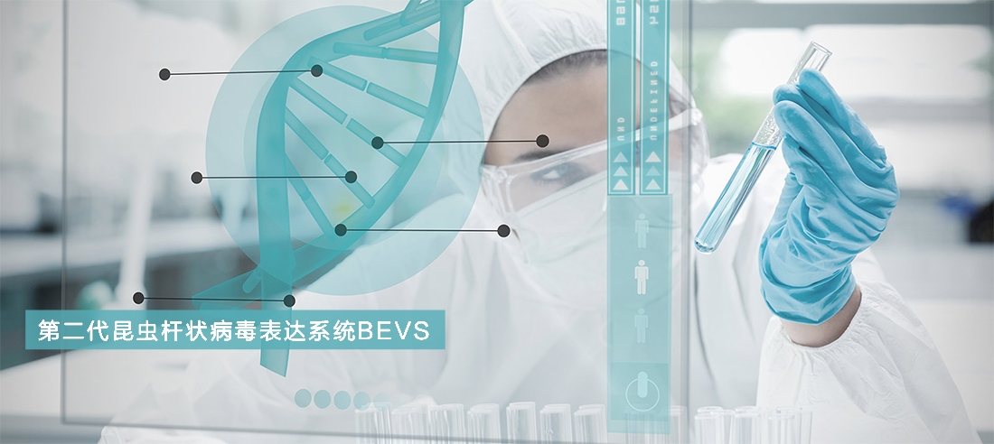 第二代昆虫杆状病毒表达系统BEVS